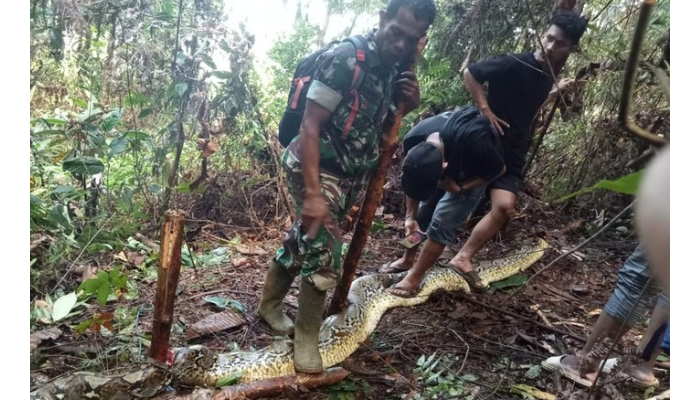 Warga membunuh ular piton yang sebelumnya menelan seorang perempuan di&nbsp;&nbsp;Kecamatan Walenrang Utara, Kabupaten Luwu, Sulawesi Selatan.