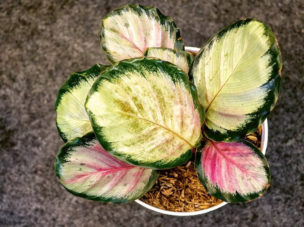MENAWAN: Calathea masih jadi tanaman hias yang dicari masyarakat untuk menghias rumah. Di antaranya calathea black lipstick dan calathea crimson.