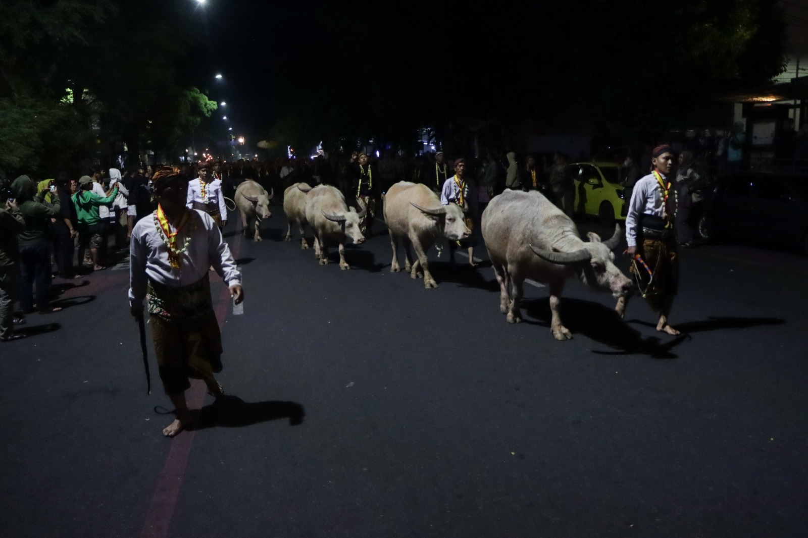 Kebo Bule diarak dalam prosesi Malam 1 Suro, tahun lalu.