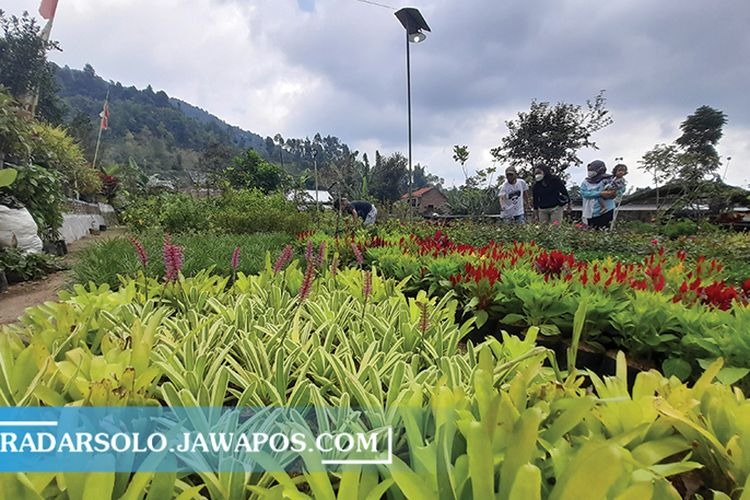 Kampung Wisata Sewu Kembang di Nglurah, Kelurahan/Kecamatan Tawangmangu menyajikan ratusan koleksi tanaman hias.