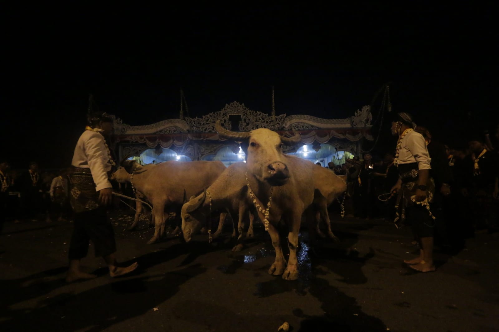 Kebo Bule milik Keraton Kasunanan Surakarta. (M Ihsan/Radar Solo)