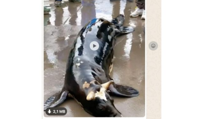Tangkapan layar hewan aneh yang disebut sapi laut terdampar di pantai di Bangkalan Madura.