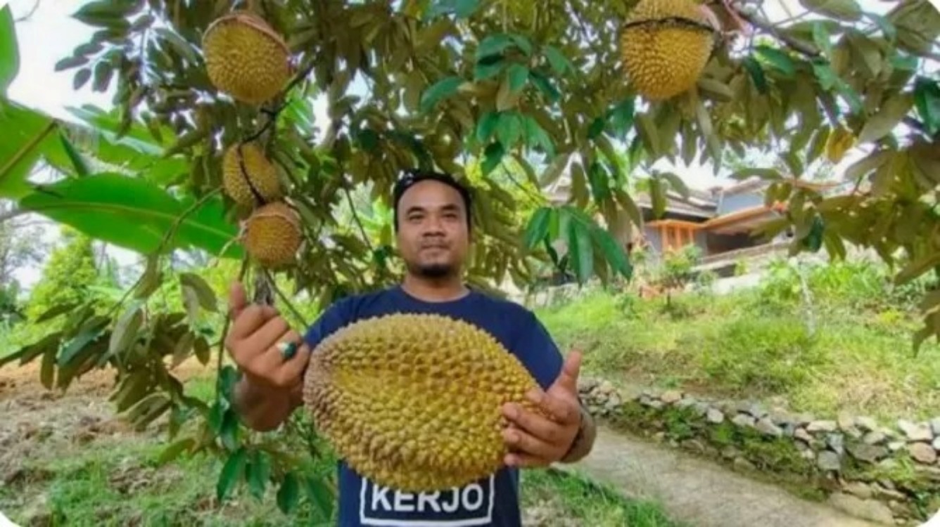 VARIETAS BARU: Buah durian yang baru dipanen di Desa Gempolan, Kecamatan Kerjo, Karanganyar.