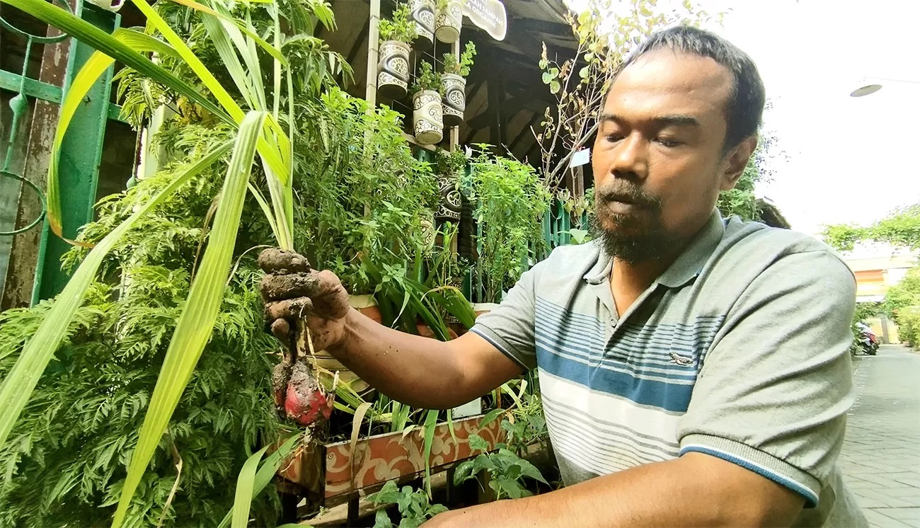 TUMBUH OPTIMAL: Saifuddin Efendi menunjukkan tanaman bawang dayak yang sengaja ditanam untuk dipanen. Butuh 5-6 bulan agar bawang ini bisa dipanen.