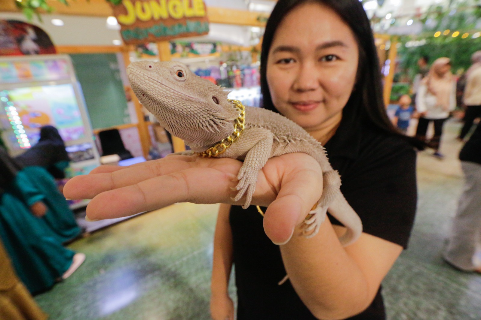 Hypo Zero Bearded Dragon jadi salah satu jenis kadal yang cukup digandrungi pengoleksi reptil