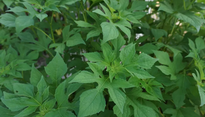 Daun insulin.