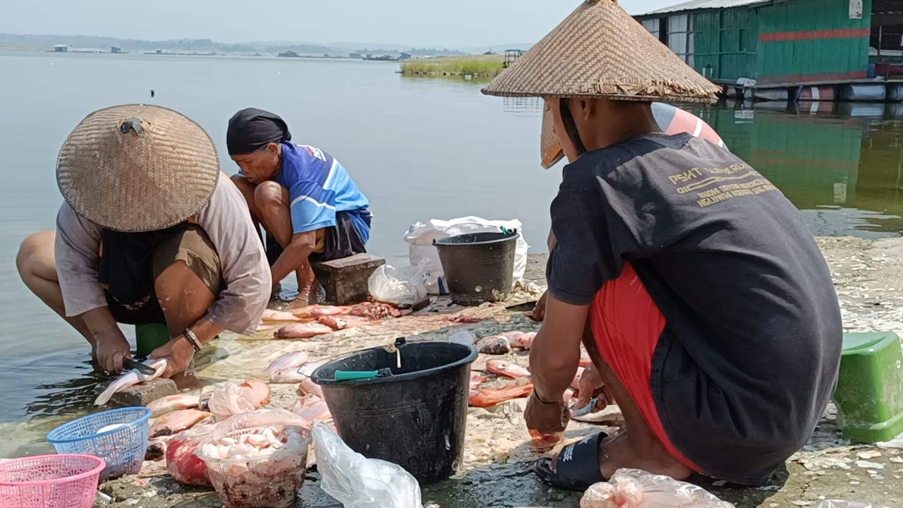 Petani keramba Waduk Kedung Ombo Sragen berusaha menyelamatkan ikan yang terdampak fenomena upwelling, Jumat (19/7/2024). (Ahmad Khairudin/Radar Solo)