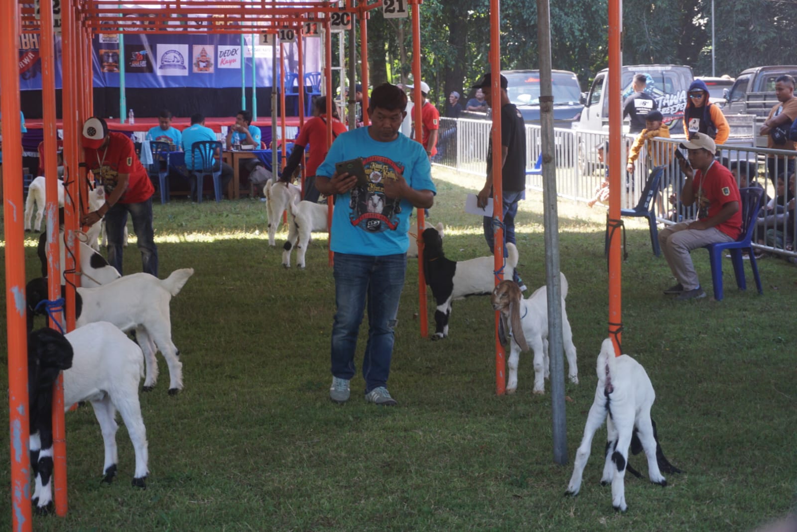 Kontes kambing PE Kaligesing dan Domba regional se-Jawa di Lapangan Purwa Krida, Desa Dompol, Kecamatan Kemalang, Klaten, Minggu (21/7/2024). (Angga Purenda/Radar Solo)