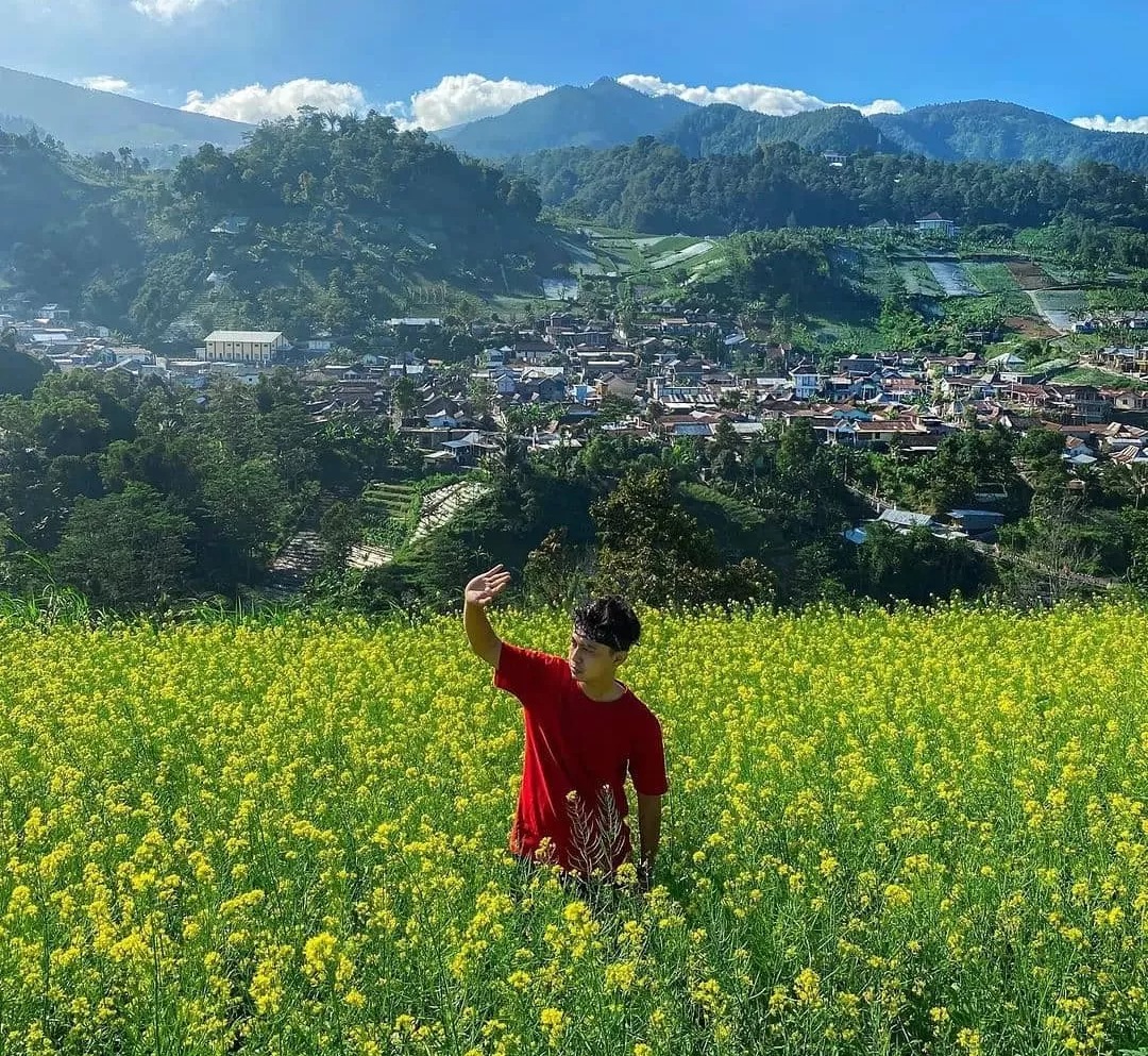 Ladang bunga sawi di Tawangmangu yang viral karena mirip di Pulau Jeju, Korea Selatan.