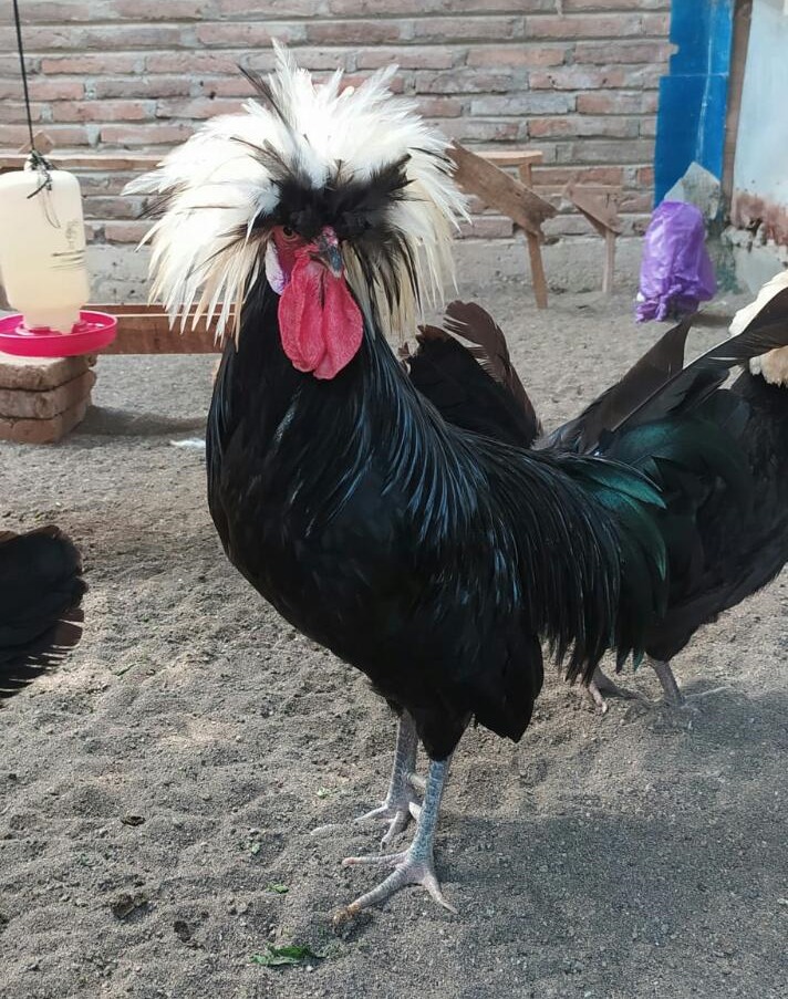 White Crested Polish, Varian Ayam Polandia