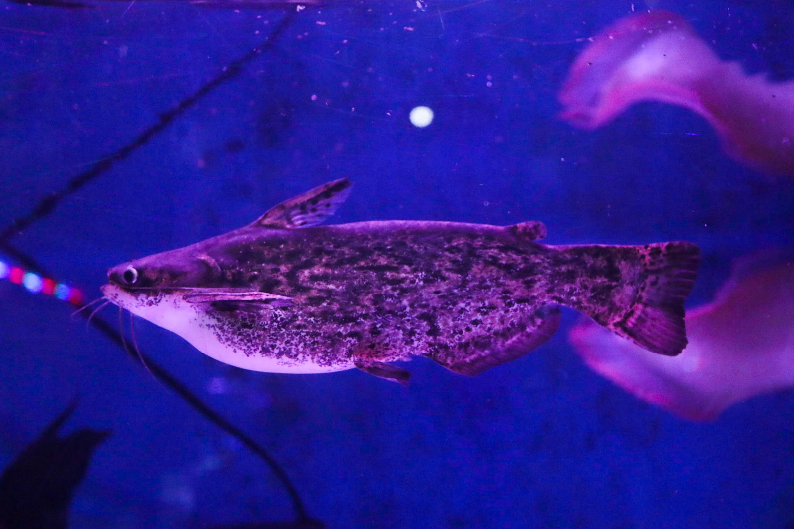 Colombian Catfish yang dijual di Pasar Depok.