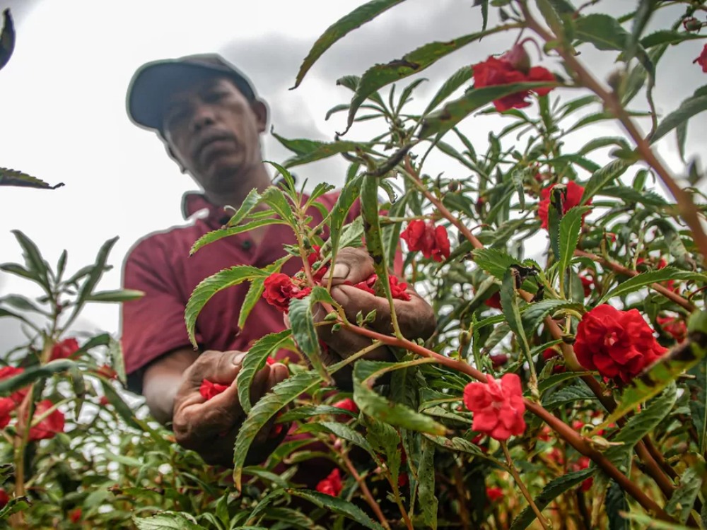 BANYAK MANFAAT: Petani memetik bunga Pacar Air atau Kim Hong di Sangiang, Tangerang, Provinsi Banten. Pacar air bisa dipakai untuk obat hingga kecantikan.