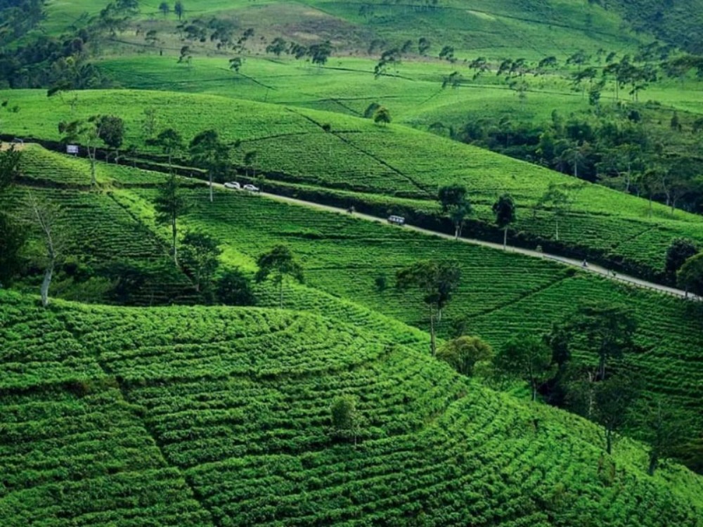 Suasana di Kebun Teh Kemuning, Ngargoyoso, Karanganyar.