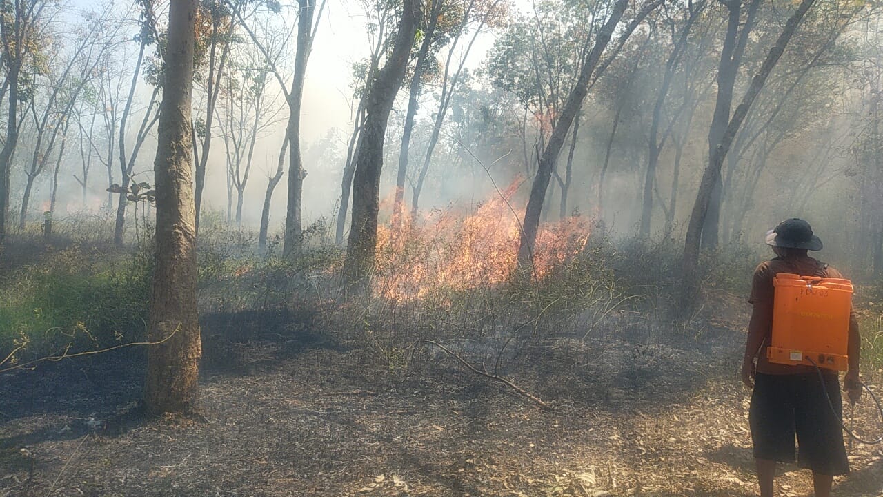 Kondisi kebun karet milik PTPN IX di Kedawung, Sragen yang terbakar, Senin (5/8/2024). (Ahmad Khairudin/Radar Solo)