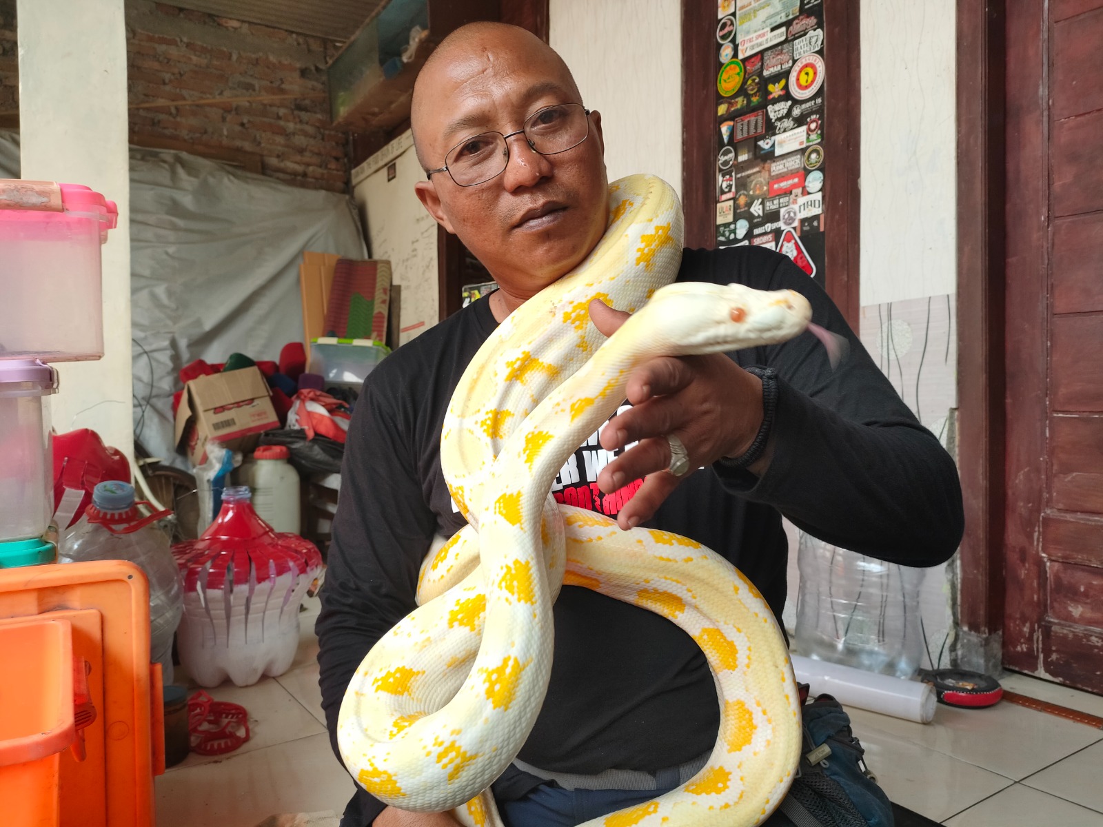 Ular piton albino milik Samudra Budi yang memiliki corak yang cukup unik.