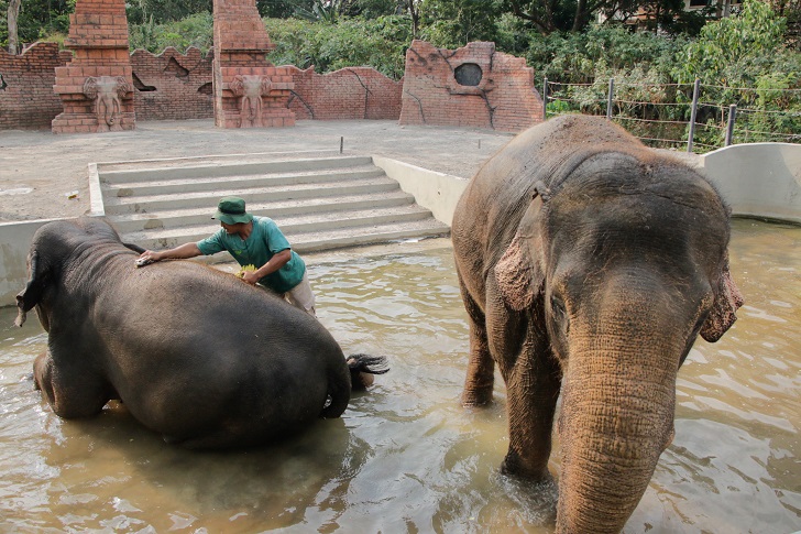 Pawang merawat gajah di Solo Safari belum lama ini. 2 ekor gajah di Solo Safari mati.