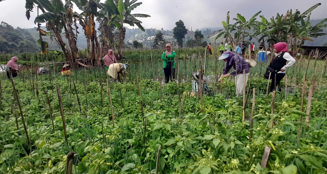 Sejumlah ibu-ibu PKK di kebun hortikultura yang digalakkan di Desa Segorogunung, Ngargoyoso, Karanganyar. (Rudi Hartono/Radar Solo)