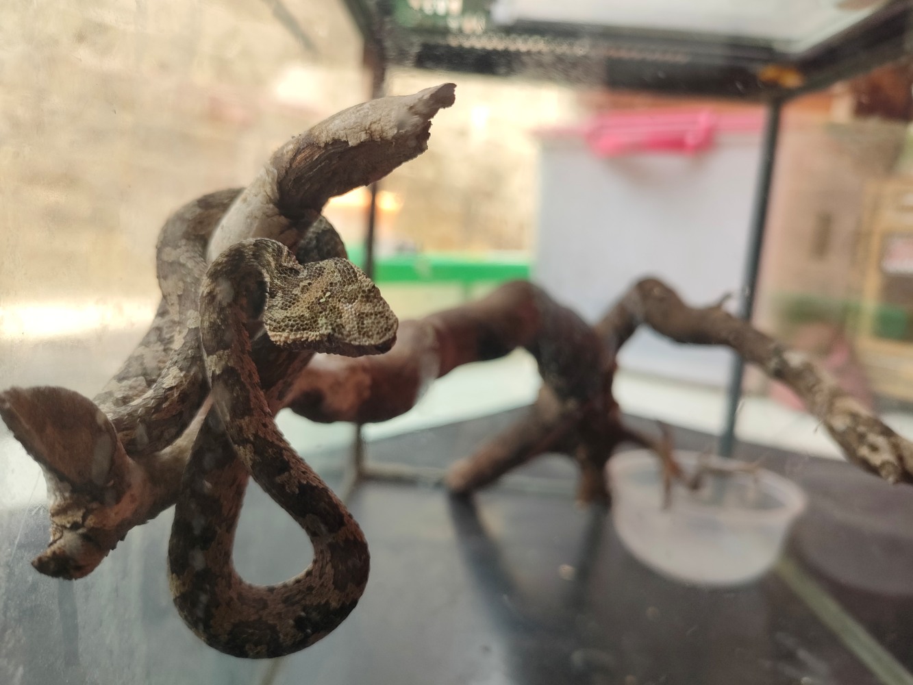 WASPADA: Trimeresurus Puniceus jadi salah ular yang cukup berbisa yang banyak ditemukan di Boyolali.