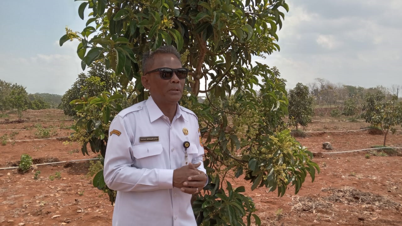 Kepala Dinas Pertanian dan Perikanan Sukoharjo Bagas Windaryatno di lahan alpukat di Desa/Kecamatan&nbsp; Polokarto.