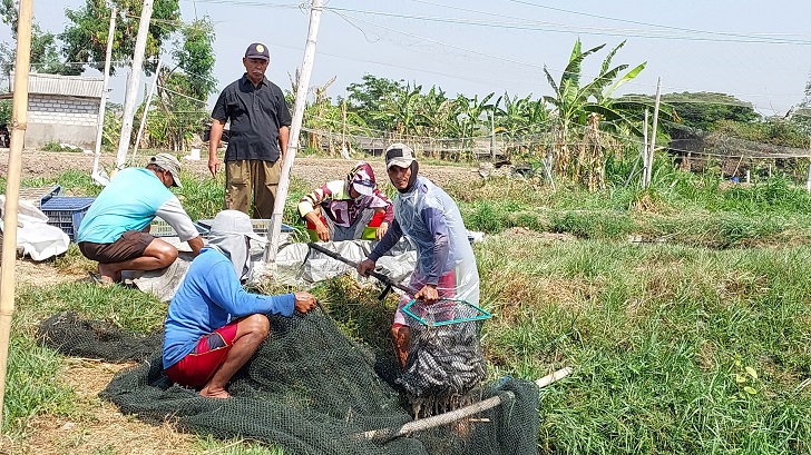 Panen lele di Dusun Mangkubumen, Desa Tegalrejo, Kecamatan Sawit, Boyolali.