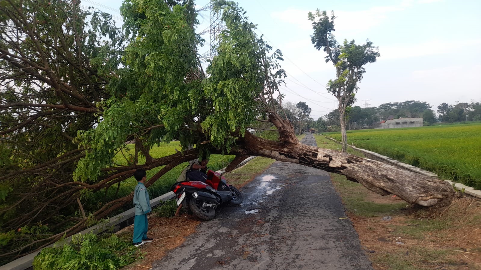 Warga dan anaknya menuntun motor melewati pohon tumbang yang menutup akses jalan di Sukoharjo, Selasa (24/9).