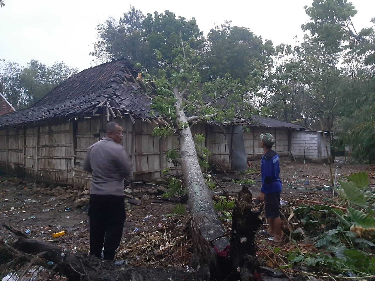 Pohon tumbang menimpa kandang di Dukuh Gani, Desa Pare, Kecamatan Mondokan, Sragen pada Kamis (26/9/2024). (Ahmad Khairudin/Radar Solo)
