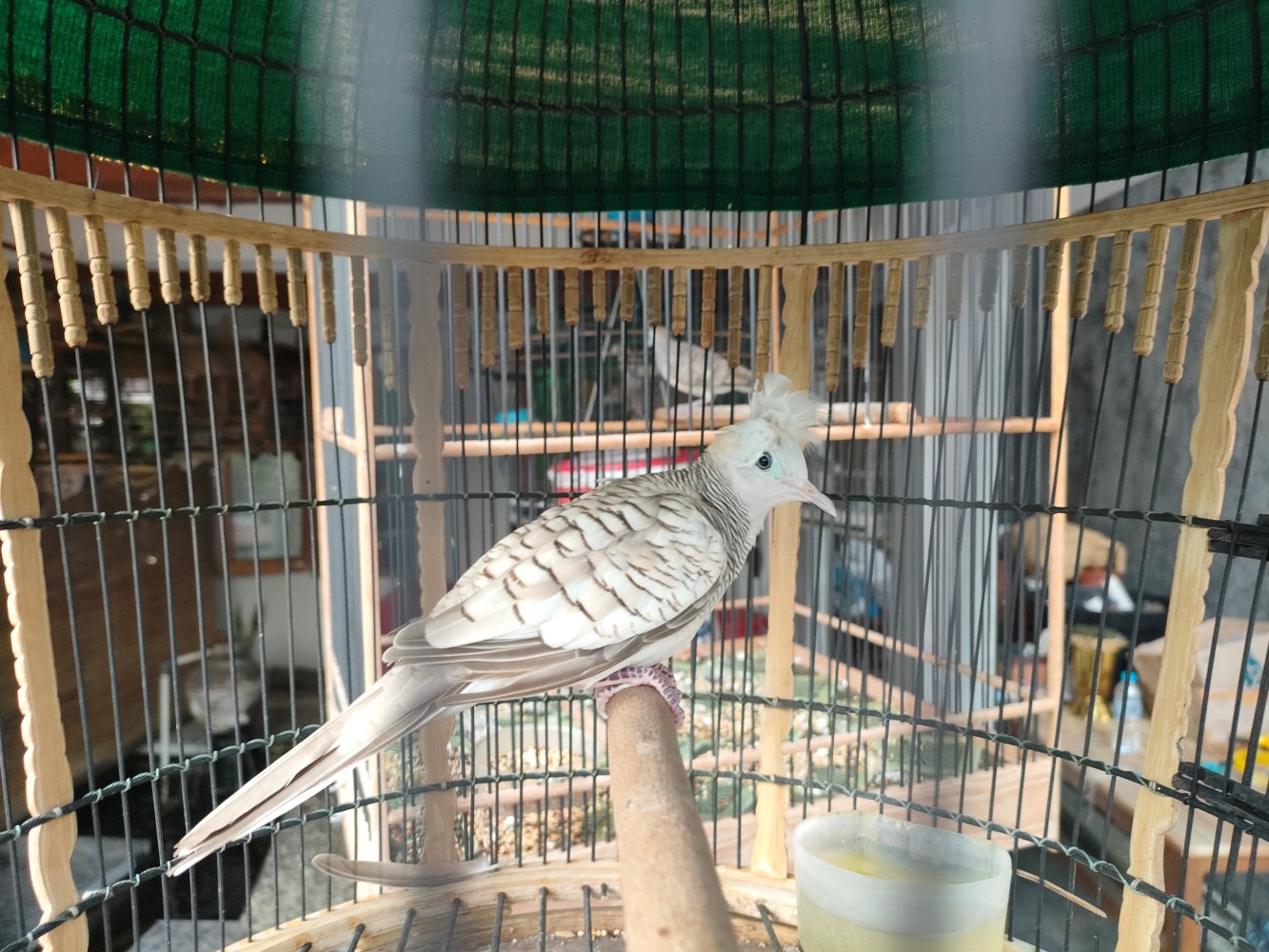 UNIK: Burung perkutut Songgo Ratu milik FX Hadi Rudyatmo