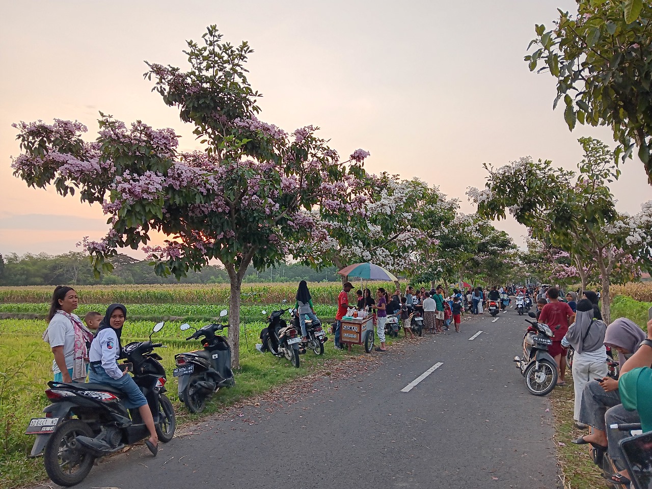 Jalan Desa Soropaten, Kecamatan Karanganom, Klaten yang viral karena deretan bunga tabebuya. (Angga Purenda/Radar Solo)