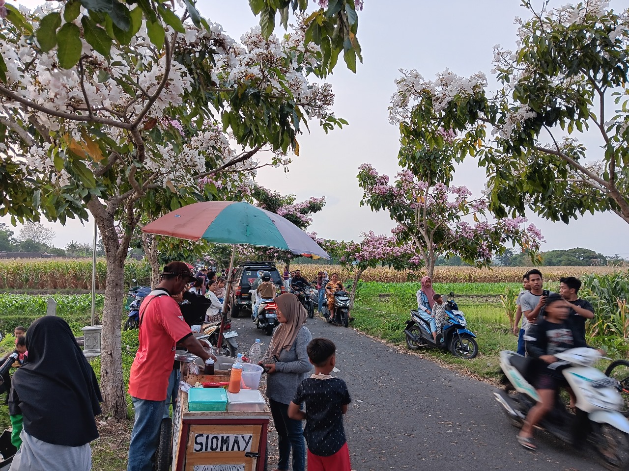 Pedagang berjualan di jalan Desa Soropaten yang ditumbuhi bunga tabebuya. (Angga Purenda/Radar Solo)