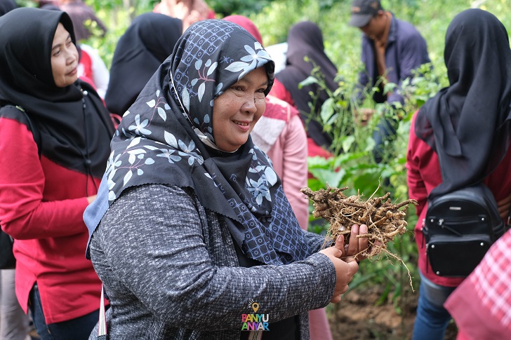 Penanaman jahe organik di Dusun Jumbleng, Desa Banyuanyar, Musuk, Boyolali menjadi sarana wisata edukasi.