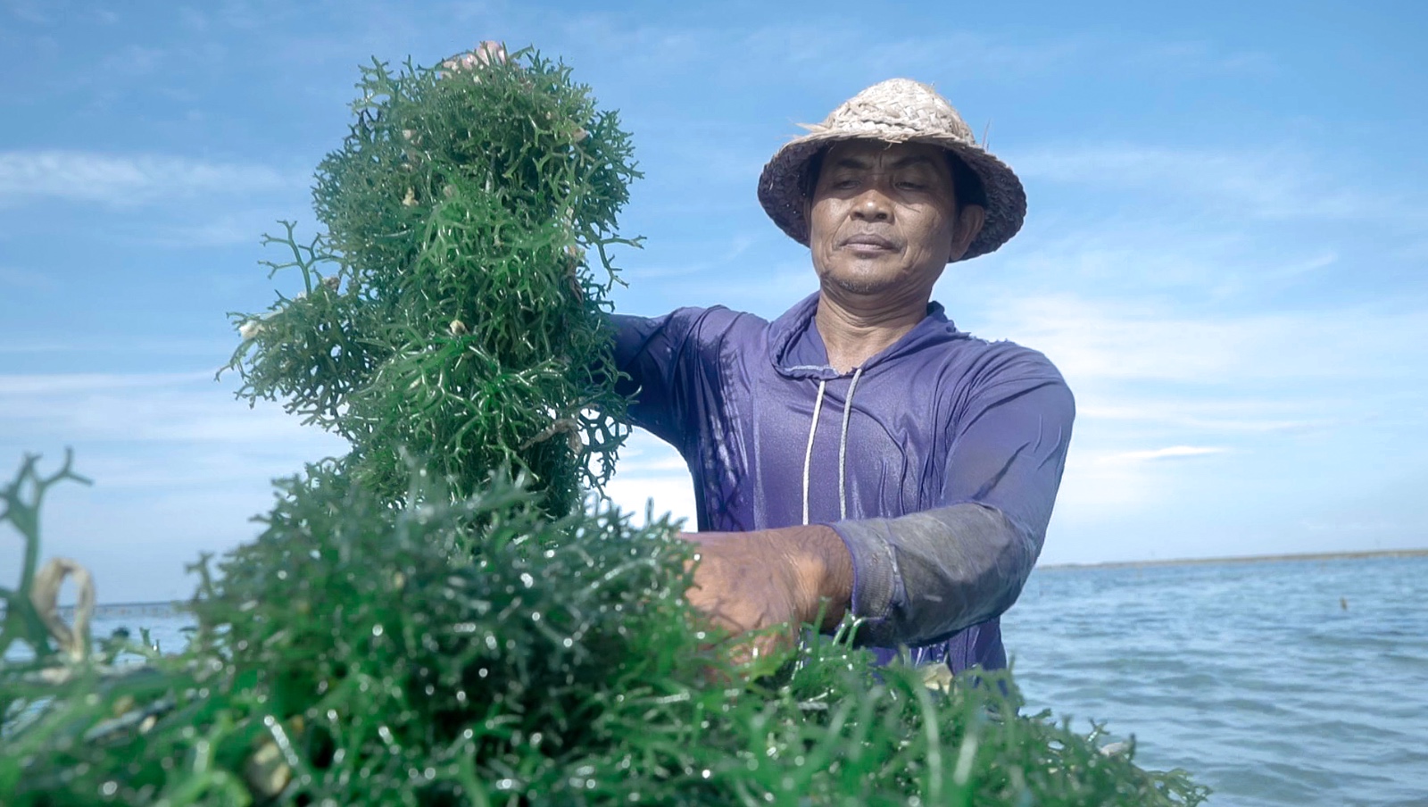 Sejak 2012, potensi rumput laut mampu mendongkrak perekonomian warga Dusun Semaya, Desa Suana, Nusa Penida, Bali.
