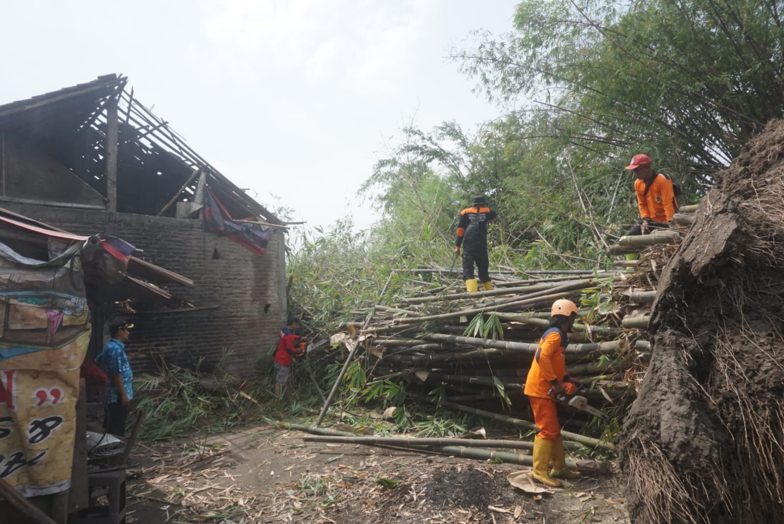 Relawan BPBD Klaten mengevakuasi rumpun bambu yang menimpa rumah di Kecamatan Ceper, Klaten, Selasa (15/10/2024). (Angga Purenda/Radar Solo)