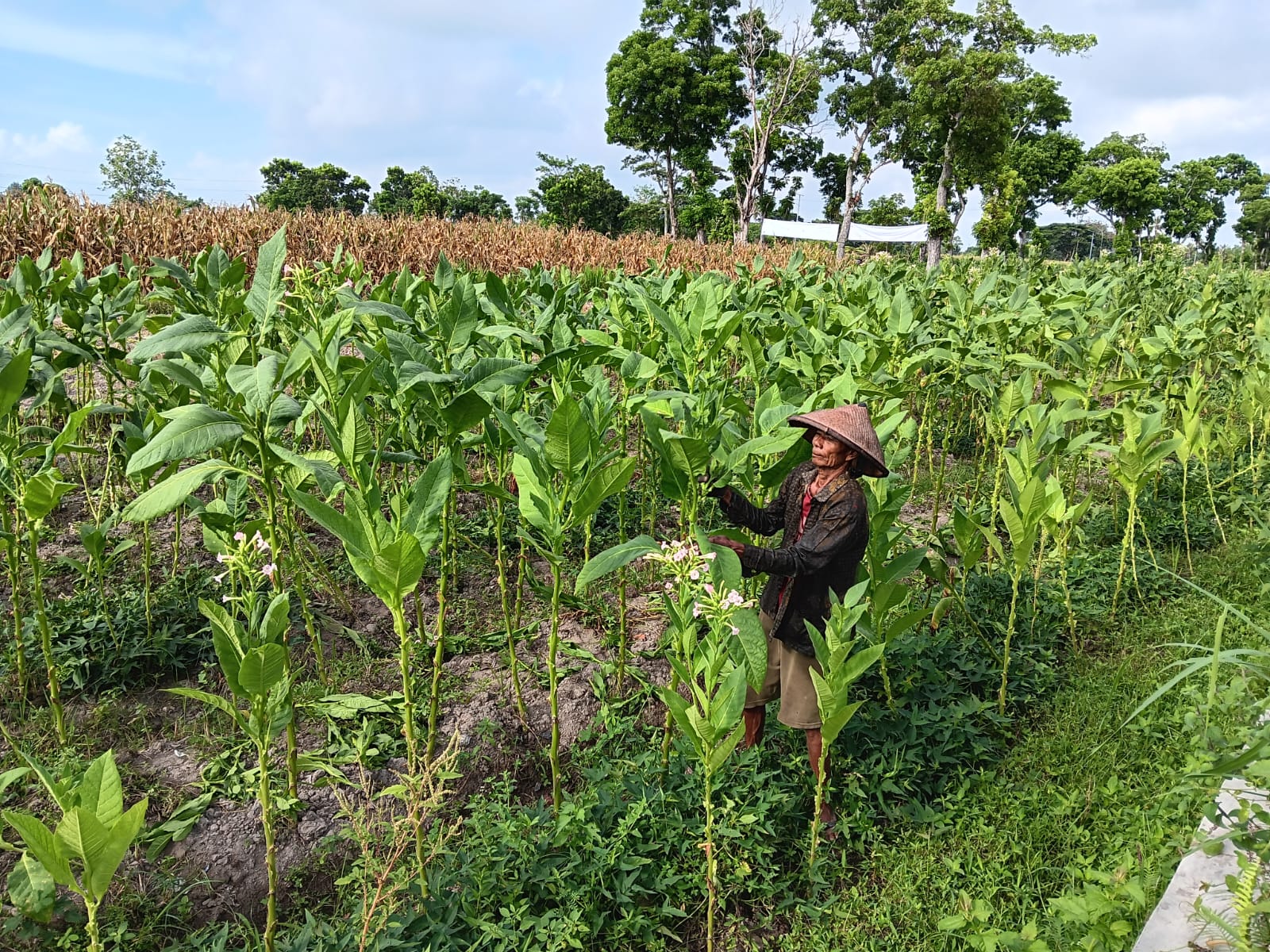 Salah satu petani sedang memangkas daun-daun pada tanaman tembakau di Desa Solodiran, Kecamatan Manisrenggo, Klaten.