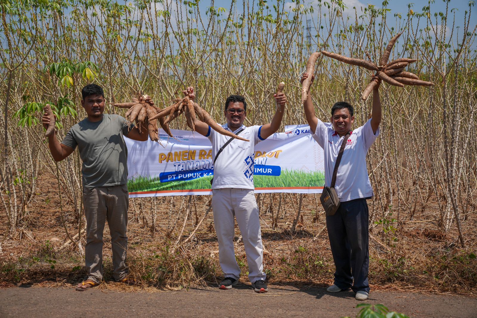 Demonstration Plot (Demplot) Pupuk Kaltim di Desa Panaikang, Kecamatan Pattalassang, Kabupaten Gowa sukses mendongkrak hasil panen komoditas ubi kayu.