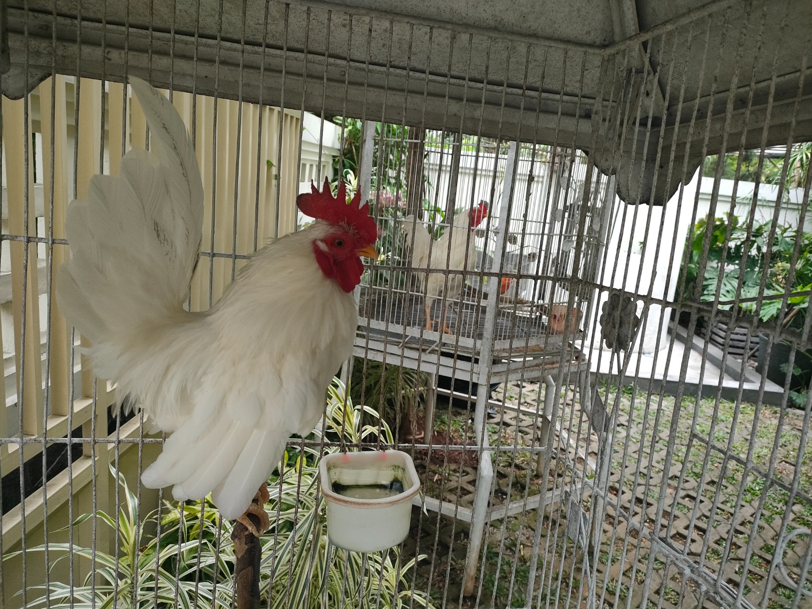 Ayam Serama peliharaan mantan Presiden Joko Widodo yang berada di kediamannya di Kelurahan Sumber, Banjarsari, Solo. (Silvester Kurniawan/Radar Solo)