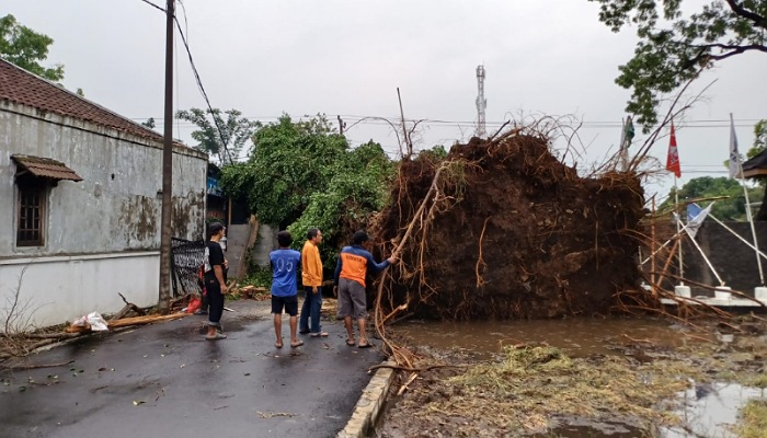 Pohon beringin tumbang di depan kantor KPU Sukoharjo, Sabtu (16/11).