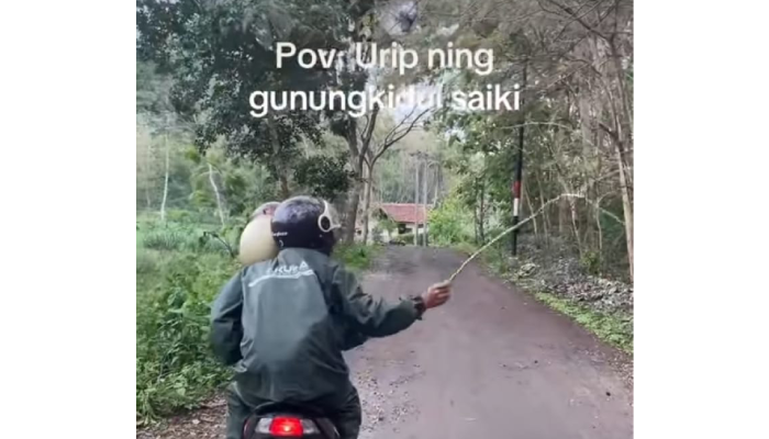 Pengendara motor di Gunungkidul mengenakan jas hujan dan mengacungkan ranting untuk menghalau ulat jati.