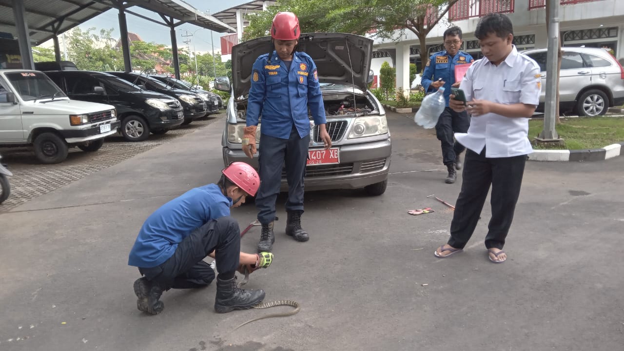 Petugas Damkar Satpol PP Sukoharjo evakuasi seekor ular dari kap mobil dinas ASN Pemkab Sukoharjo, Selasa sore (19/11).