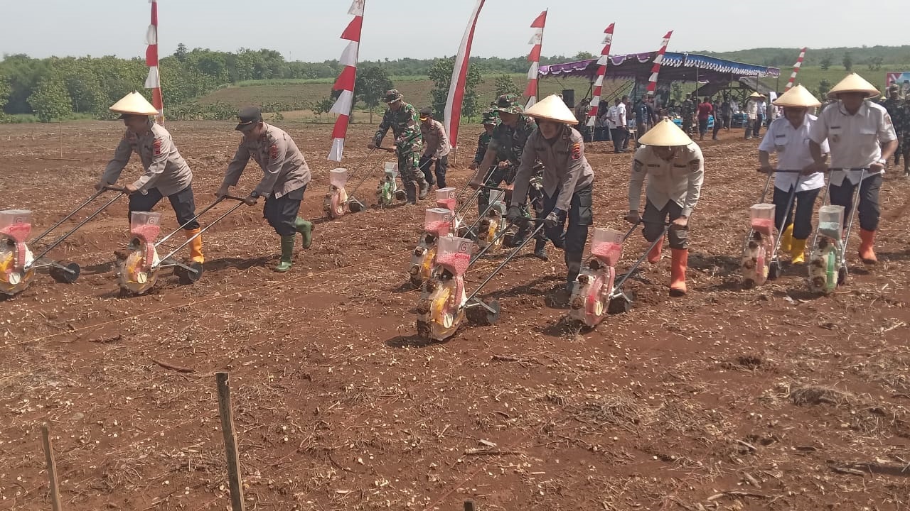 Penanaman jagung di lahan seluas 5 hektarte di Desa Rejosari, Kecamatan Polokarto, Rabu (20/11).