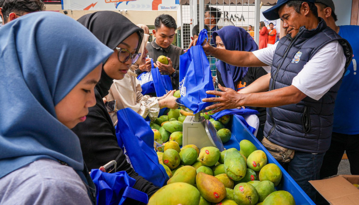 Mangga alpukat dari Desa Botolinggo, Bondowoso yang dikembangkan Abu Sofyan dan kelompok tani kini dikenal hingga berbagai daerah.