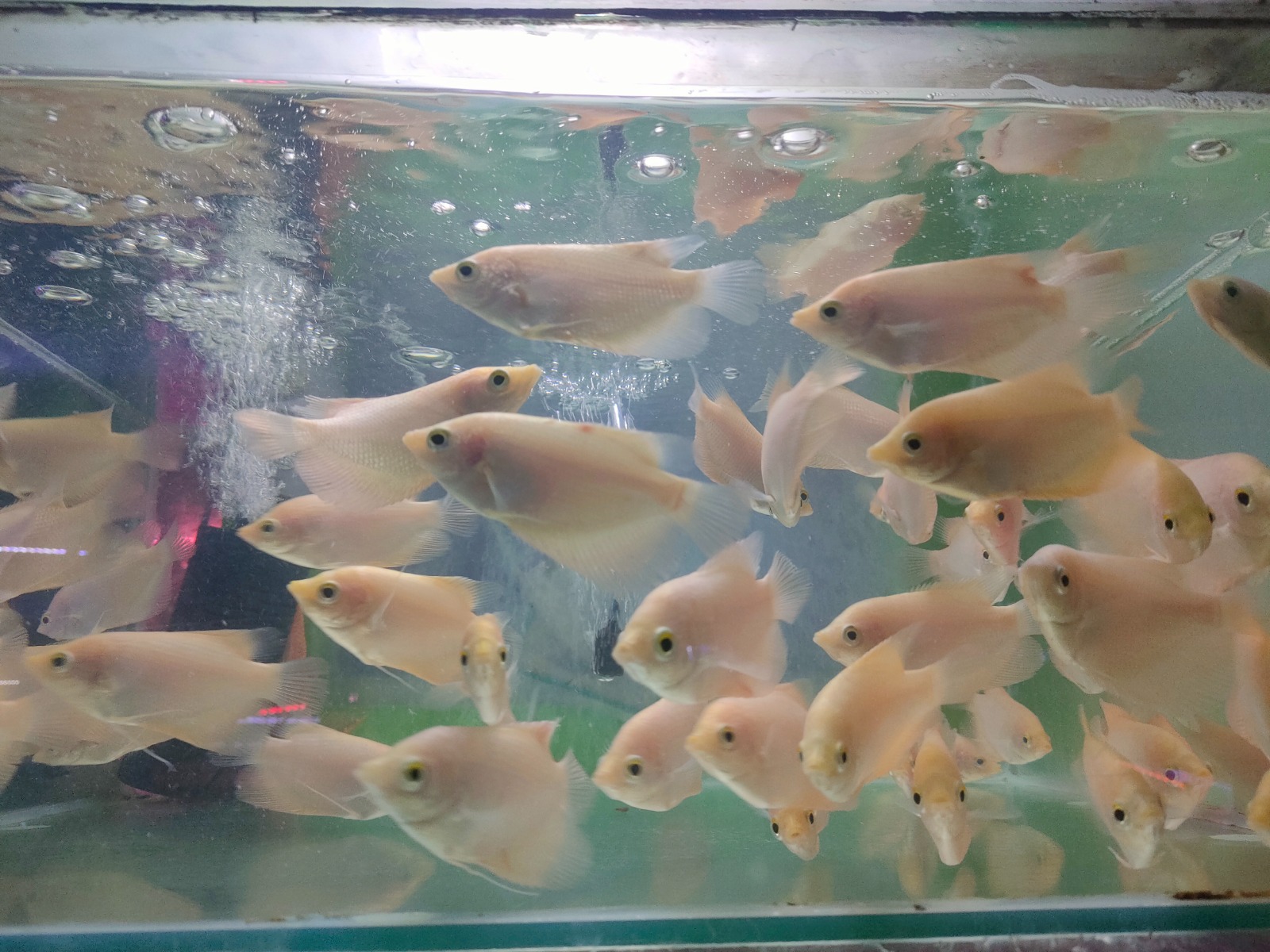 Ikan Gurame Padang. (Silvester Kurniawan/Radar Solo)