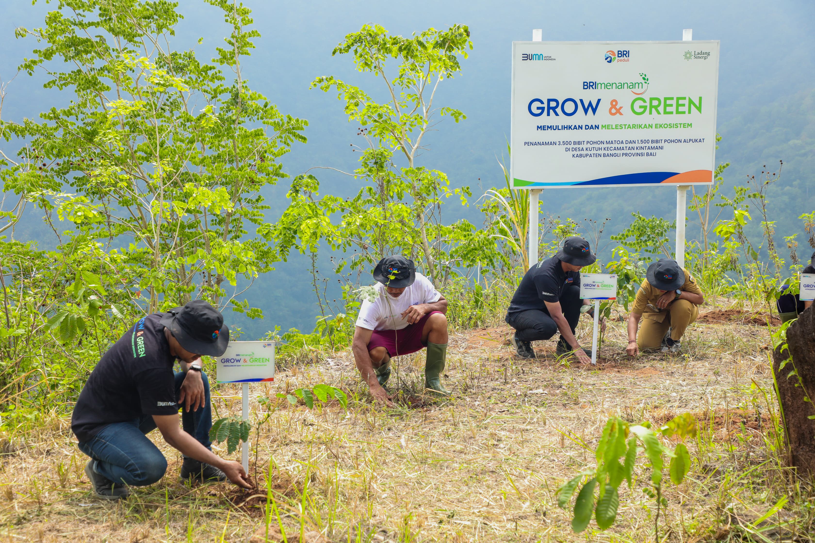 Memperingati Hari Menanam Pohon Indonesia, PT Bank Rakyat Indonesia (Persero) Tbk kembali menggelar program TJSL unggulan, BRI Menanam &ndash; Grow & Green, di Desa Kutuh, Kecamatan Kintamani, Bangli.