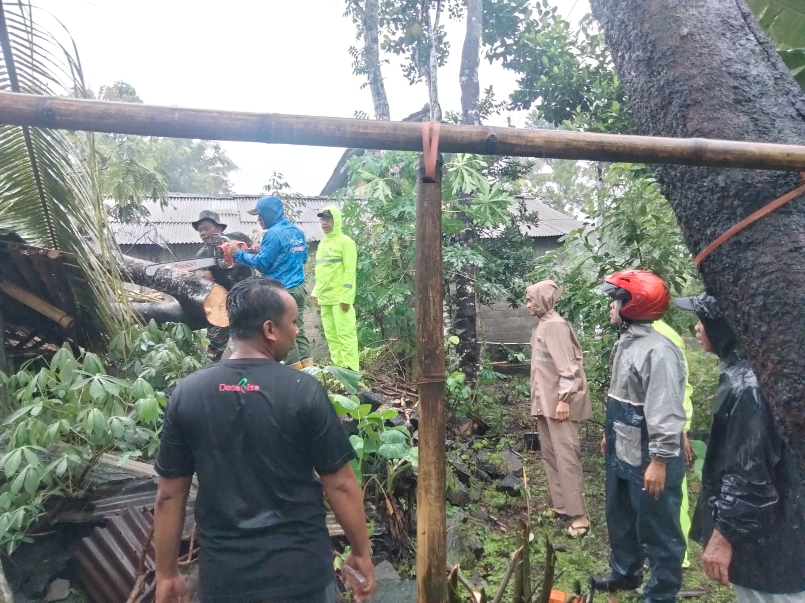 Pemangkasan dahan pohon tumbang dan menimpa rumah warga di wilayah Klaten, Jumat (6/12/2024).