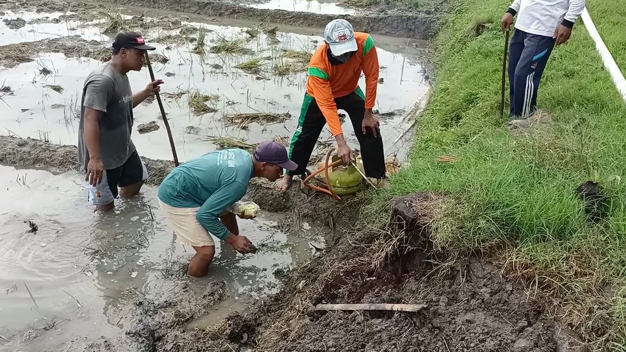 Petani Desa Tangkil, Kecamatan Sragen gropyokan sarang hama tikus. (Ahmad Khairudin/Radar Solo)