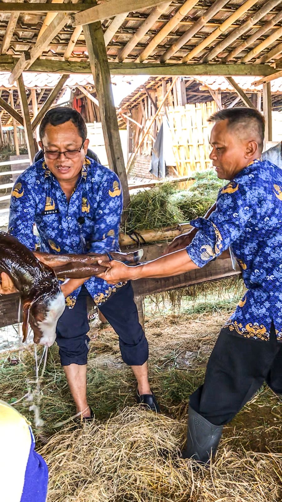Kepala Dinas Pertanian dan Perikanan Kabupaten Sukoharjo Bagas Windaryatno dan Kepala Bidang Penyuluhan Susilo membantu proses kelahiran sapi di kelompok Ternak Pranan Jaya, Desa Pranan, Polokarto.