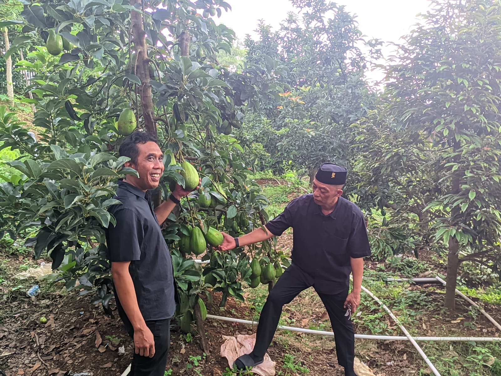 Ketua Komisi II DPRD Wonogiri Supriyanto (kiri) berada di kebun buah Kecamatan Puhpelem.