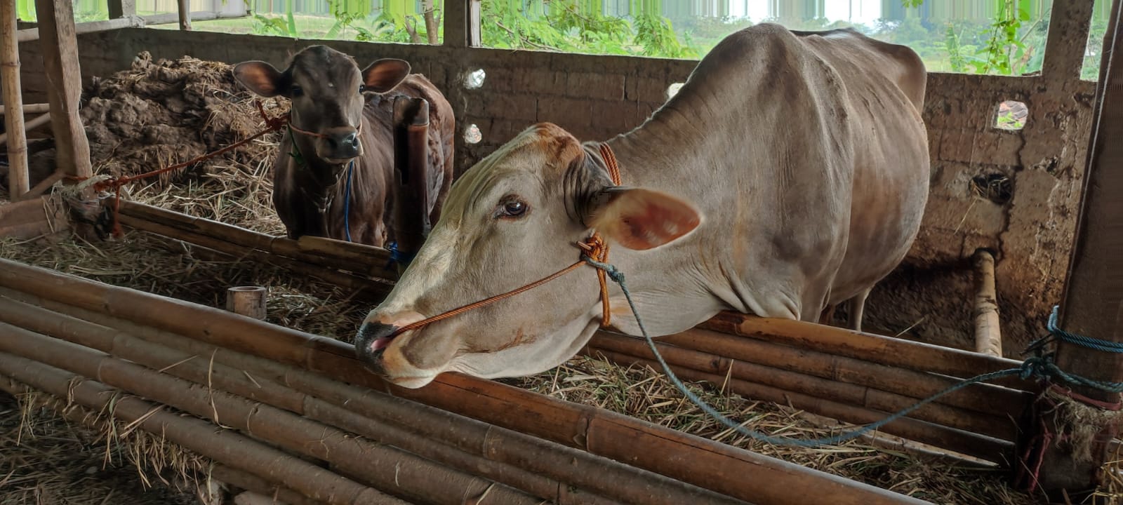 Ilustrasi bantuan kredit sapi . (Ahmad Khairudin/Radar Solo)