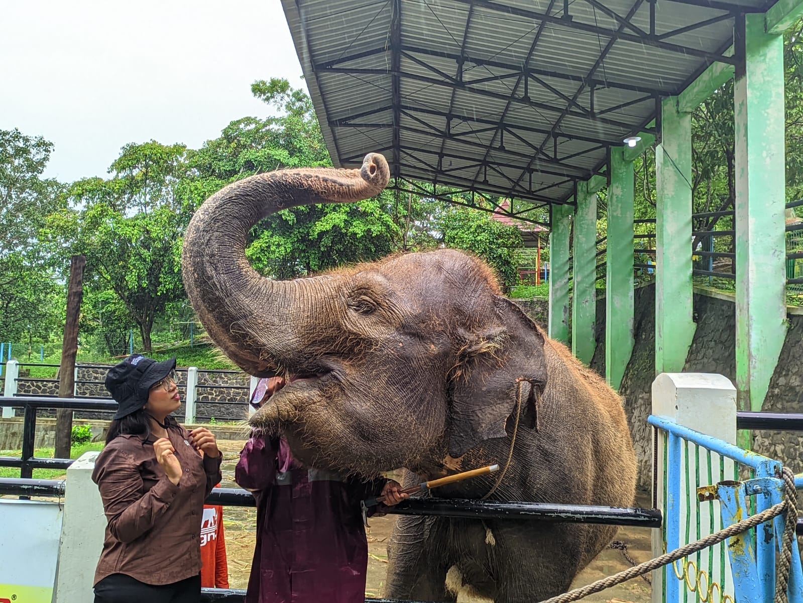 Kondisi salah satu gajah yang dipelihara di Objek Wisata Waduk Gajah Mungkur, Minggu (5/1/2024).