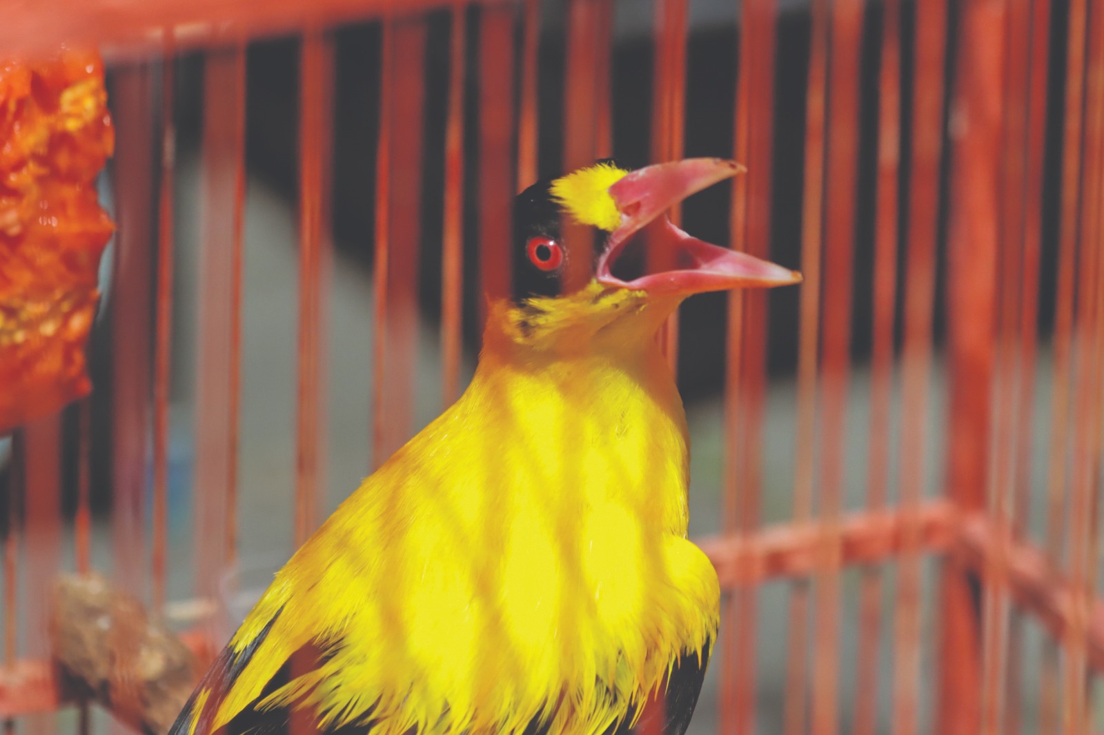 Burung Kepodang memiliki warna yang mencolok, namun cukup sulit dijinakkan. (M.Ihsan/Radar Solo)