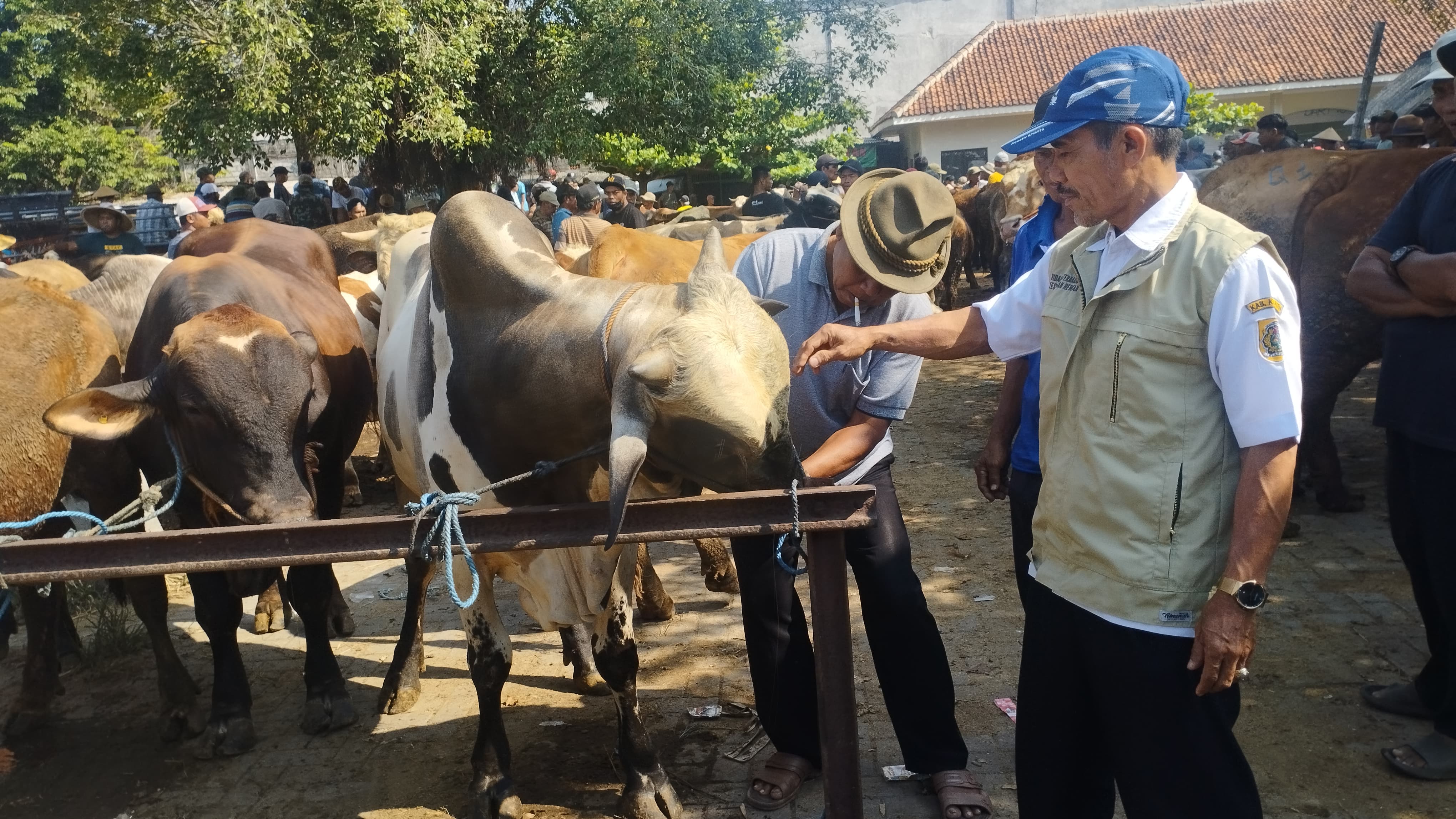 Sejumlah ternak sapi yang ada di Pasar Hewan Jatinom, Klaten saat dilakukan pemeriksaan oleh DKPP Klaten. (Angga Purenda/Radar Solo)